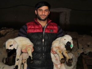 Baharın Müjdecisi Kuzular Doğmaya Başladı