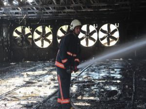 Tam 22 Bin Civciv Telef Oldu