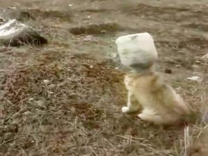 Kafası Bidona Sıkışan Yavru Köpek Kurtarıldı