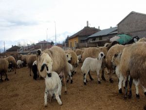 Kuzuların Annelerine Kavuşma Heyecanı
