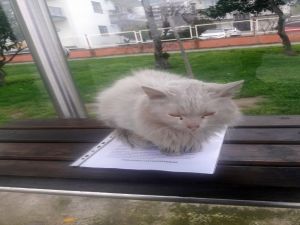 İstenmeyen Kedi İçin Yazı Astı, Paylaşım Rekoru Kırdı