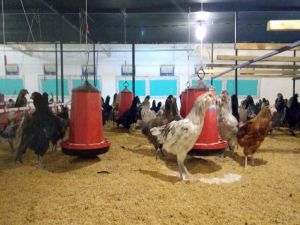 500 Milyon Topladı, Uruguay’a Kaçtı