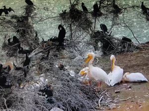 Pelikanlar Amasya’ya Erken Geldi
