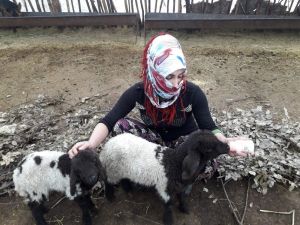 Annesiz Kalan Kuzulara Annelik Yapıyor