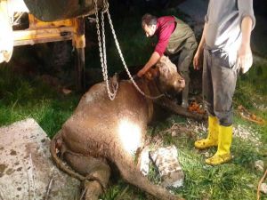 Çukara Düşen Hamile İnek Kurtarıldı