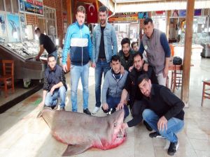 Mersin’de 400 Kiloluk Köpek Balığı Yakalandı