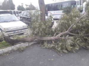 Bodrum’da Fırtına Hayatı Felç Etti