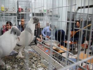 Güvercin Tutkunları Bunu Da Yaptı