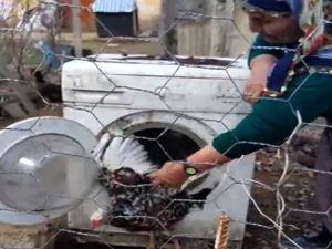 Çamaşır Makinesinden De Kümes Olur Mu Demeyin