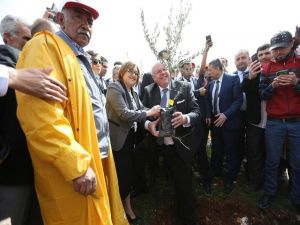 Türkiye’nin İlk Zeytin Ormanı Kuruldu