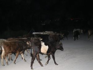 Çoban Uyuyakaldı, İnekler Şehre İndi