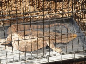 Şırnak’ta Çöl Varanı Bulundu
