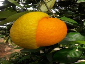 Yarısı Limon Yarısı Portakal