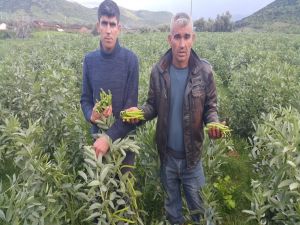 Tarlada 1, Pazarda 3 Lira