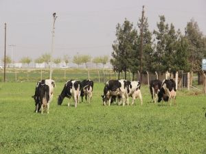 Yeni Yem Uygulaması, Et Fiyatlarını Düşürecek