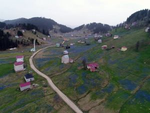 Kadıralak Yaylası Mor Elbisesini Giydi