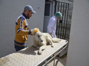 Yaralı Köpek İçin 30 Kilometre Yol Kat Ettiler
