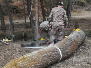 Kestiği Ağacın Altında Kaldı! Facia Böyle Görüntülendi!