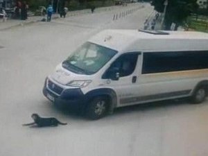 Köpeği Ezen Cani Sürücü İşten Atıldı