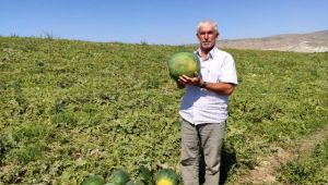 Tohumu bilinmeyen karpuz 6 ay bozulmuyor