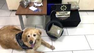 Narkotik köpeği 2 kilogram uyuşturucu buldu