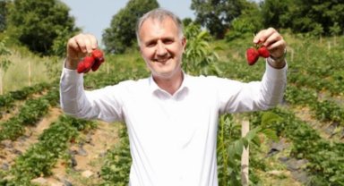 Bursa İnegöl'de çilek hasadı başladı