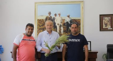 Didim Belediyesi'nin ektiği buğdaylar hasada gün sayıyor