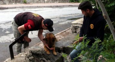 Kayseri'nin 'Reks'i iz peşinde