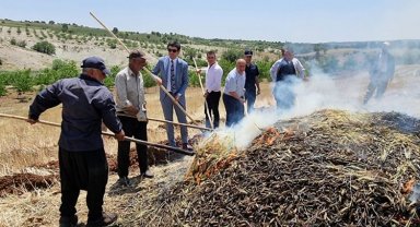 Adıyaman Belören'de firik hasadı başladı