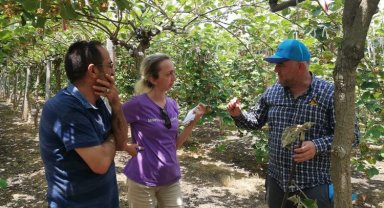 Bursa kivi üreticiliği ile parlayacak