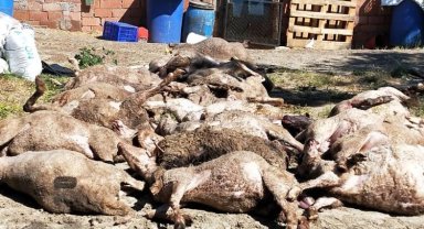 Bursa Mudanya kırsalında başıboş köpek saldırısı: 20 koyun telef oldu!