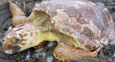 Caretta carettalar Hatay'da hayata tutundu