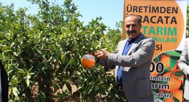 Gümüldür mandalinasına 'tuzak'lı koruma