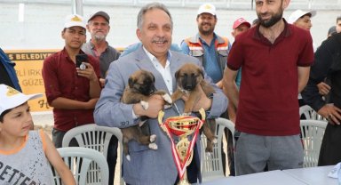 Kayseri Talas'ta Çoban Köpekleri Güzellik Yarışması