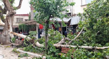 Manisa Akhisar'da şiddetli fırtına ağaçları devirdi