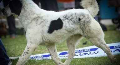 Sırbistan şampiyonu 'Laysan' Makedonya yolcusu