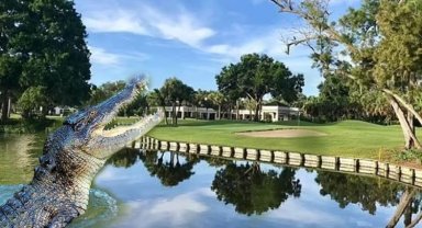 Amerika Florida'da iki haftada 8 timsah saldırısı!