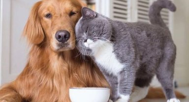 Bursa'da Saadet Partililerden 'petshop' eleştirisi