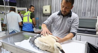 Bursa'da yaralı leyleğe Büyükşehir şefkati
