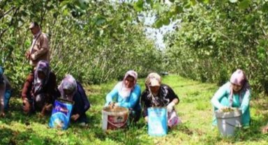 Fındık toplama yevmiyesi belli oldu
