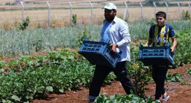 Gaziantep'te fidelerden ilk mahsuller alındı