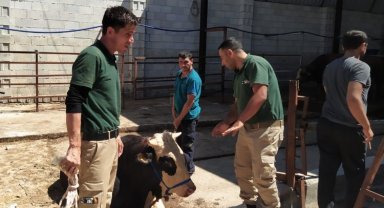 Gaziantep'teki TİM ilk görevini yaptı... Kaçan dana sahibine teslim edildi
