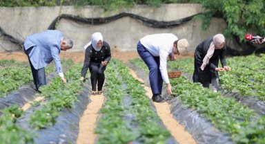 İBB'nin fideleri meyvelerini verdi