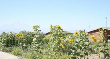 Kayseri Büyükşehir doğal pazar açıyor