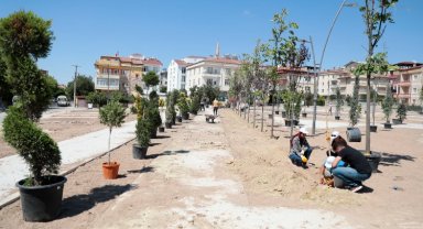 Nevşehir Belediyesi'nden ağaç hamlesi