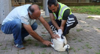 Yaralı leyleğe 'Büyük' şefkat