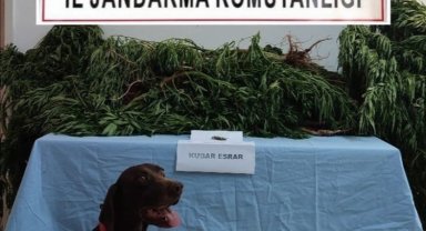 Adıyaman'da 63 kök kenevir ele geçirildi