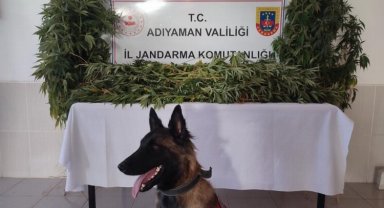 Adıyaman'da izinsiz kenevir yetiştiriciliğine 1 gözaltı