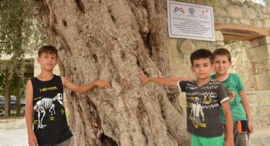 Atalarının mirası 820 yıllık anıt ağacı koruma altında