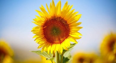 Belediye hibe etti, çiçek açtı; Ayçiçek yağları ucuzlayacak